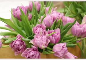 Kwiaty są popularnym prezentem z okazji Międzynarodowego Dnia Kobiet 8 marca 